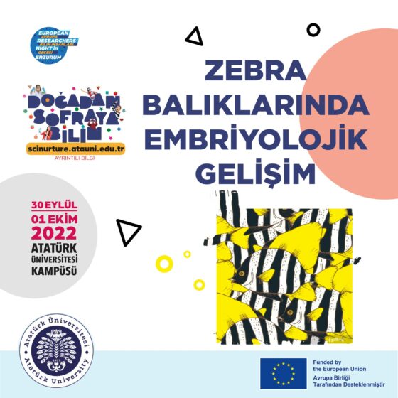 Zebra Balıklarında Embriyolojik Gelişim SL16